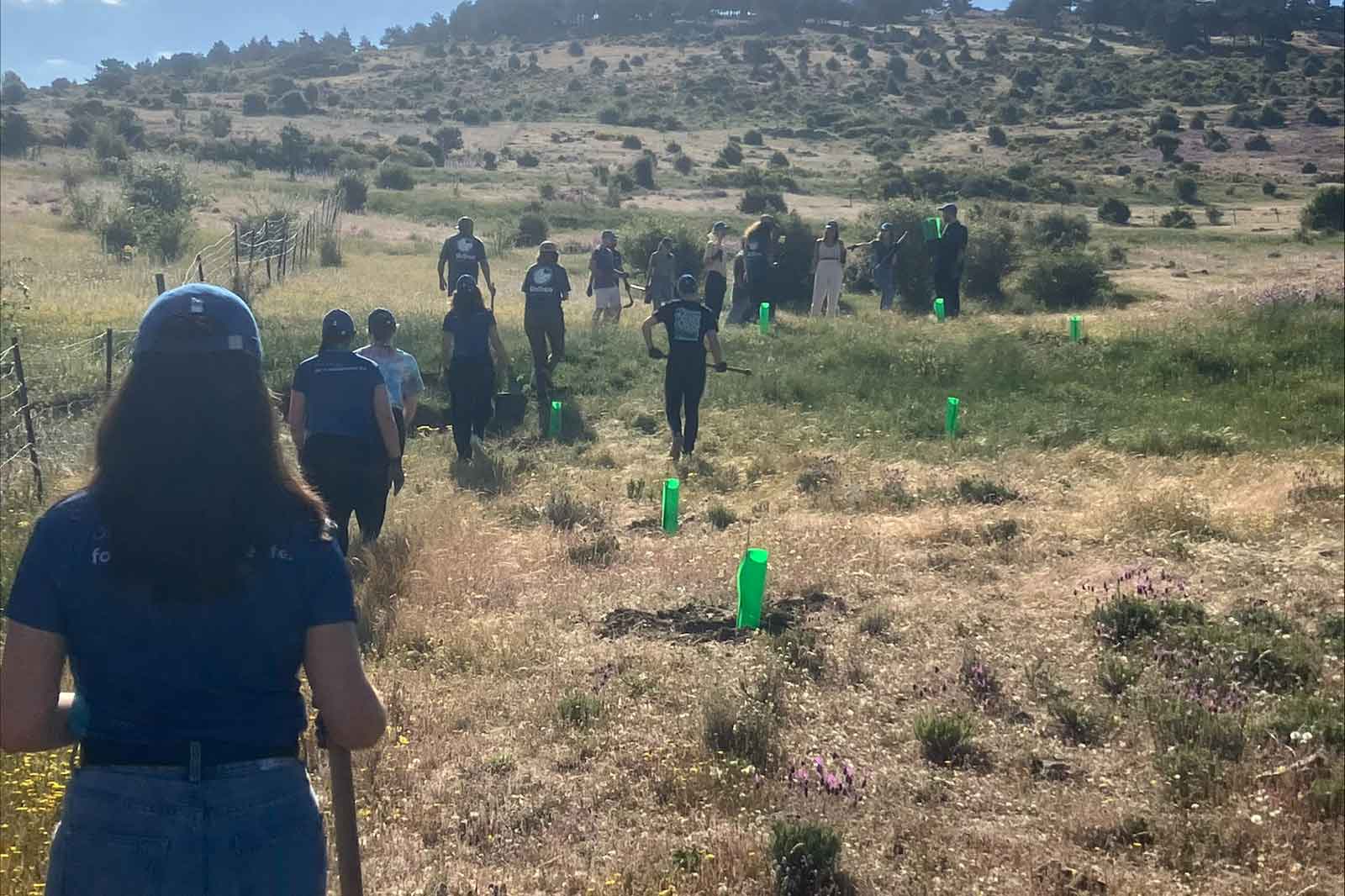 Un grupo de voluntarios plantando árboles en un campo cubierto de hierba, con marcadores verdes al fondo bajo un cielo azul claro.